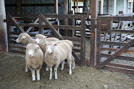 农场的牧羊群家畜牧场乡村动物场景谷仓哺乳动物团体图片