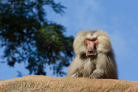 思考猴子俘虏动物强光哺乳动物男性支配银背猿猴国王大猩猩图片