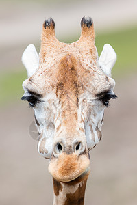 Giraffe 特写 有选择性的焦点鼻子脖子眼睛野生动物斑点荒野动物白色棕色哺乳动物图片