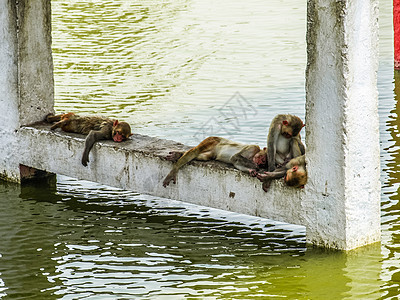 睡在水边的印度猴子眼睛野生动物灵长类毛皮丛林猕猴婴儿热带哺乳动物头发图片