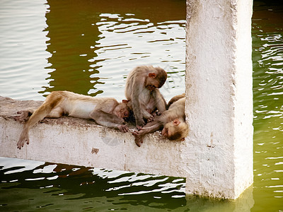 睡在水边的印度猴子旅行婴儿瓶子热带灵长类哺乳动物动物园家庭毛皮动物图片
