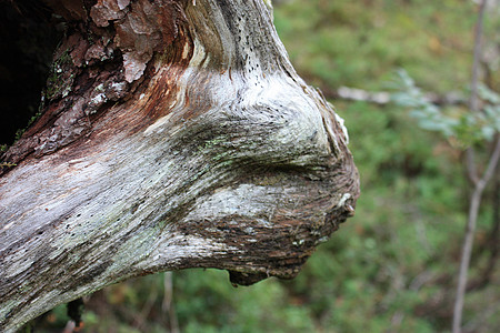主管木头巨魔想像力生物童话森林图片