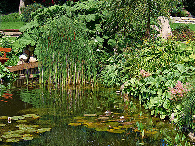 美丽的古典设计花园鱼池 有水百合水池池塘岩石公园植物叶子绿化院子冥想后院图片