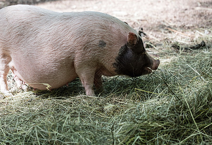 越南猪被吃草了猪肉鼻子母猪头发便便宠物农场食物哺乳动物动物图片