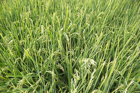 种植水稻厂活力食物绿色农业农村收成农场季节叶子玉米图片