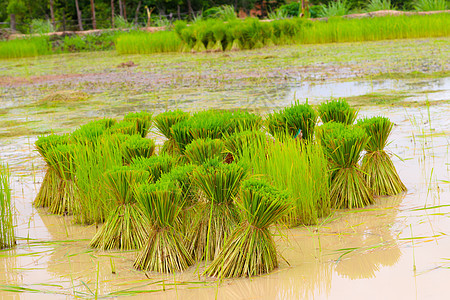 稻田种植的稻种农田农业农村植物培育食物生长粮食农场场景图片