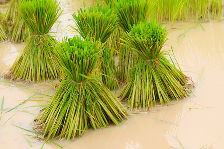 稻田种植的稻种粮食草地种子植物场地季节收成食物农业叶子图片