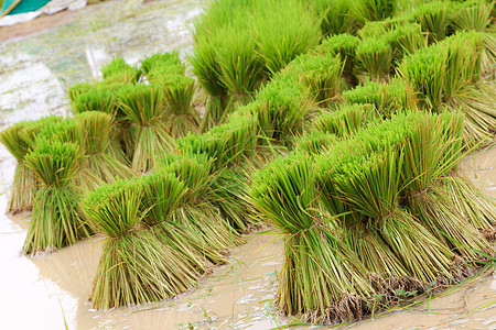 稻田种植的稻种热带季节食物农田谷物草地农业种植园种子叶子图片
