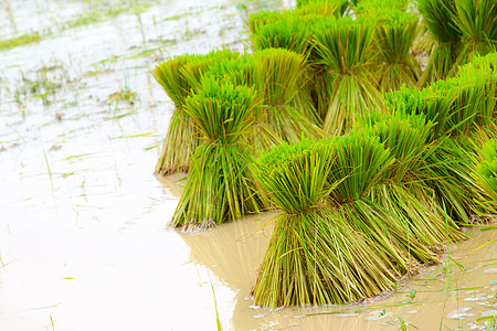 稻田种植的稻种种植园季节植物草地叶子农场生长粮食农田农村背景