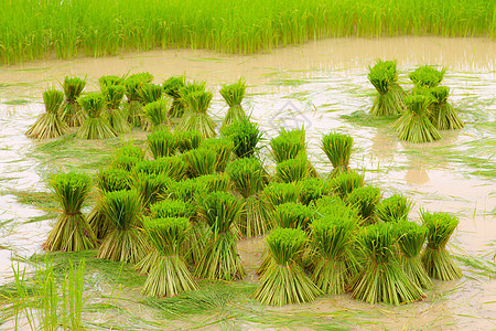 稻田种植的稻种农村种子农场谷物草地叶子热带食物场地季节图片