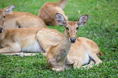 坐在草地上的蚂蚁鹿群警报男性哺乳动物荒野栖息地野生动物动物草原牛角跳羚图片