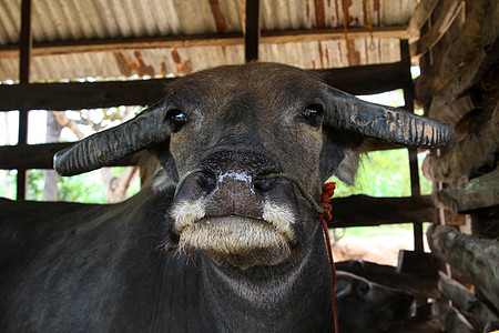 泰国的农场水牛 动物 闭眼眼睛 鼻孔哺乳动物喇叭文化照片沼泽咖啡馆荒野家蝇公园环境图片