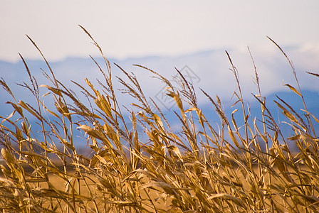 反山区背景的玉米连心农村乡村生长农业收成图片