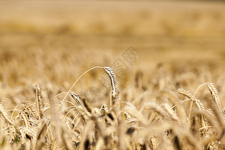 成熟的黄黄谷季节金子农业种子生长水果农场小麦燕麦面包图片