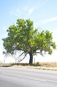 沿一条农村道路的旧棉木树树干树叶风景绿色分支机构木头落叶晴天图片