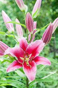 阳光明媚的日子里 粉色百合花园花园时间叶子太阳宏观花坛花瓣紫色植物场地图片