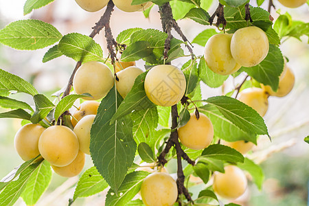 在阳光明媚的夏日 树枝上有很多黄樱桃李子李子诃子美食农业农场季节叶子衬套茶点水果图片