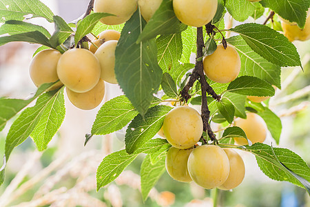 在阳光明媚的夏日 树枝上有很多黄樱桃李子木头诃子叶子花园农业果园农场植物美食李子图片