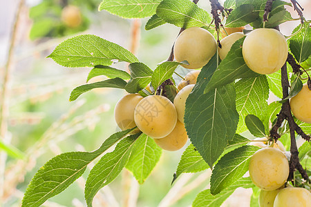 在阳光明媚的夏日 树枝上有很多黄樱桃李子美食植物诃子果园园艺木头李子叶子浆果生长图片