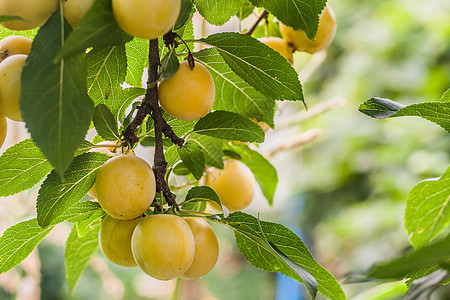 在阳光明媚的夏日 树枝上有很多黄樱桃李子农业衬套诃子叶子园艺生长茶点季节浆果植物图片