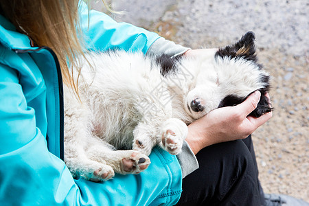 在一个妇女怀着的小边境小狗狗宠物牧羊犬哺乳动物动物犬类情绪小狗眼睛女士农场图片