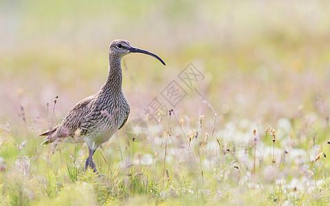 Whimbrel  冰岛野生动物食物支撑岩石褐藻涉水旅行手风琴图片