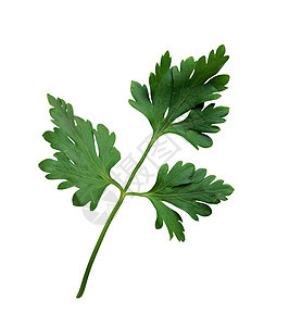 白色背景的新鲜正方螺旋藻草本植物叶子枝条香菜食物香料绿色图片