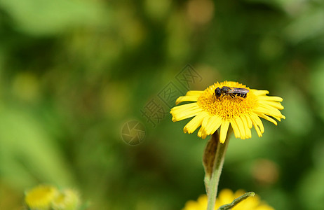 蜜蜂从跳蚤花中采摘花蜜草甸水平绿色黄色杂草昆虫野生动物植物群植物动物群图片