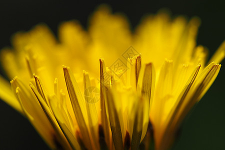 达当量花瓣黄色进步杂草宏观免费食物背景图片
