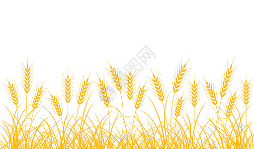 小麦小粒子生长边界谷物农业黄色产物插图乡村农场植物图片