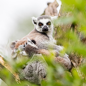 环尾狐猴Lemur catta狐猴野生动物威胁森林灵长类土地环尾形目脊椎动物动物图片