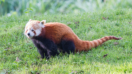 红熊猫 火狐或小熊熊猫野生动物竹子大熊猫宠物动物富根小吃毛皮热带哺乳动物图片