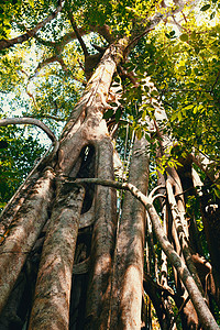 根根的唐角公园支撑大树黑质多样性丛林猕猴树木森林旅行远足热带叶子图片
