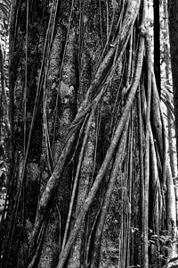 根根的唐角公园支撑大树热带野生动物阳光凤头土地多样性叶子丛林黑质树木图片