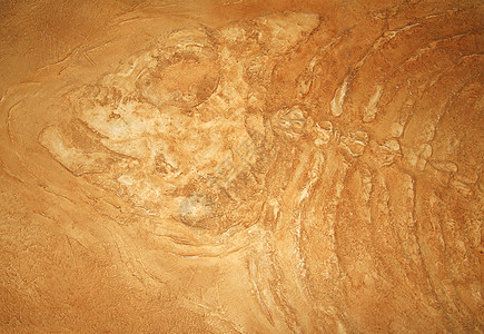 巨型鱼类化石岩石科学骨骼恐龙考古学邮票图片