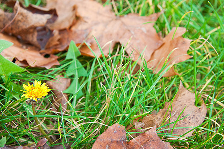 叶叶和草叶中的当当量叶子黄色植物蜂蜜园艺灰尘生活绿色翅膀场景图片