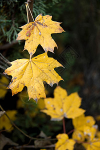 黄黄色枯黄秋叶地面桌面枫叶环境地毯季节叶子生态风格小地毯背景图片