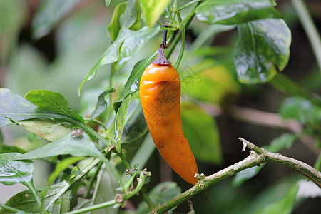 辣椒食物胡椒植物蔬菜花园叶子黄色图片