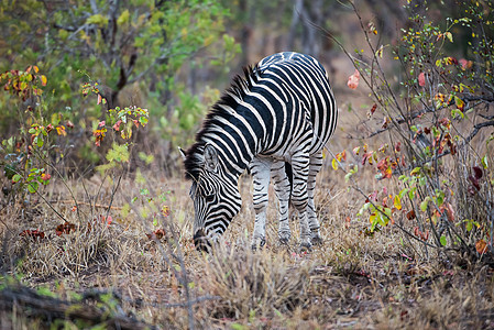 斑骨食马赛旅行荒野条纹团体斑马动物草原马属食草背景图片