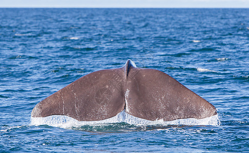 尾部的Sperm鲸鱼潜水哺乳动物吸虫动物尾巴生物水滴海洋飞溅海洋生物野生动物图片