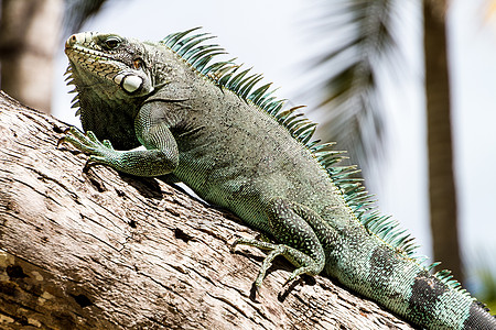 绿伊瓜纳蜥蜴眼睛森林脊椎动物热带生物爬树动物园野生动物情调捕食者图片