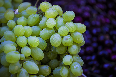绿葡萄水果市场叶子绿色食物葡萄园酒厂收成季节植物图片