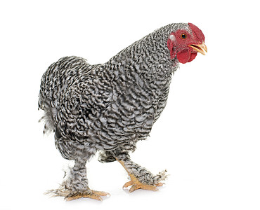 演播室的公鸡脚鸡灰色农场农业工作室家禽动物图片