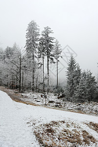 冬季森林道路天气季节小路场景白色风景木头乡村旅行公园图片