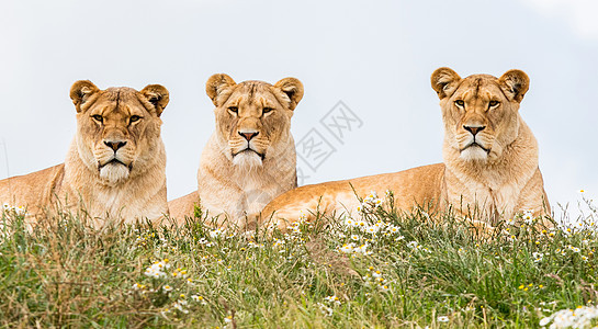 三只母狮子女性食肉团体哺乳动物猫科牙齿荒野绿色动物捕食者图片