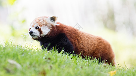 红熊猫 火狐或小熊熊猫环境热带宠物叶子大熊猫富根毛皮野生动物哺乳动物小吃图片