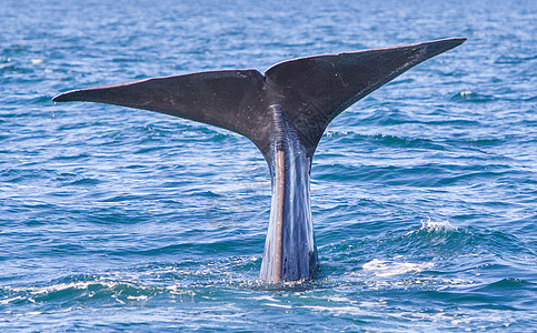 尾部的Sperm鲸鱼潜水鲸蜡动物山脉生物海洋生物水滴海洋吸虫哺乳动物捕鲸图片