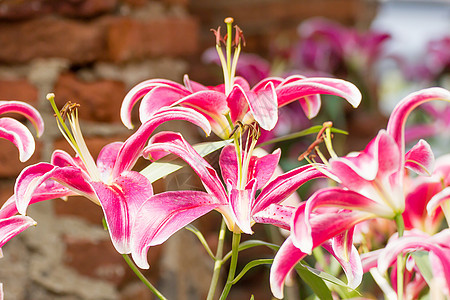 紧贴粉红百合花百合园艺植物粉色植物群美丽花束绿色花园季节图片