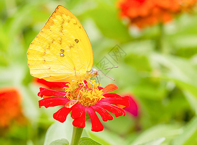 在墨西哥向日葵上切除蝴蝶柠檬花园恶魔女王翅膀君主花瓣蠕形螨橙子底面图片