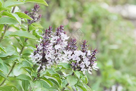 绿色鲜绿和鲜花蔬菜芳香草本叶子营养食物生长植物蒸汽草本植物图片